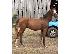 PoulaTo: 10 χρονών Kfps Reg Friesian Mare